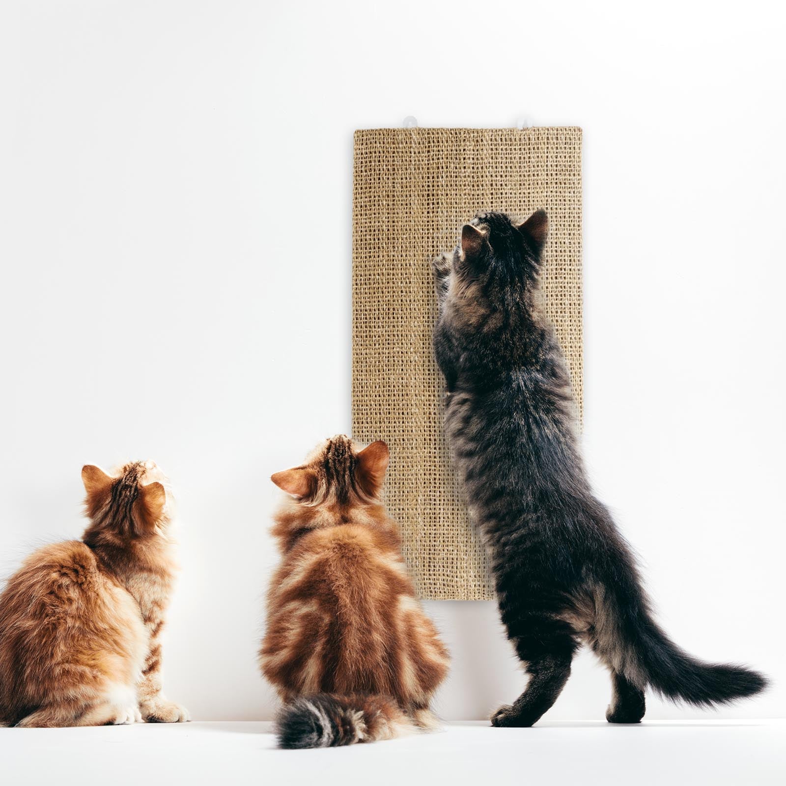 Kratzbrett F r Katzen Sisal Krallenpflege F r Tiere kratzbrett-f-r-katzen-sisal-krallenpflege-f-r-tiere