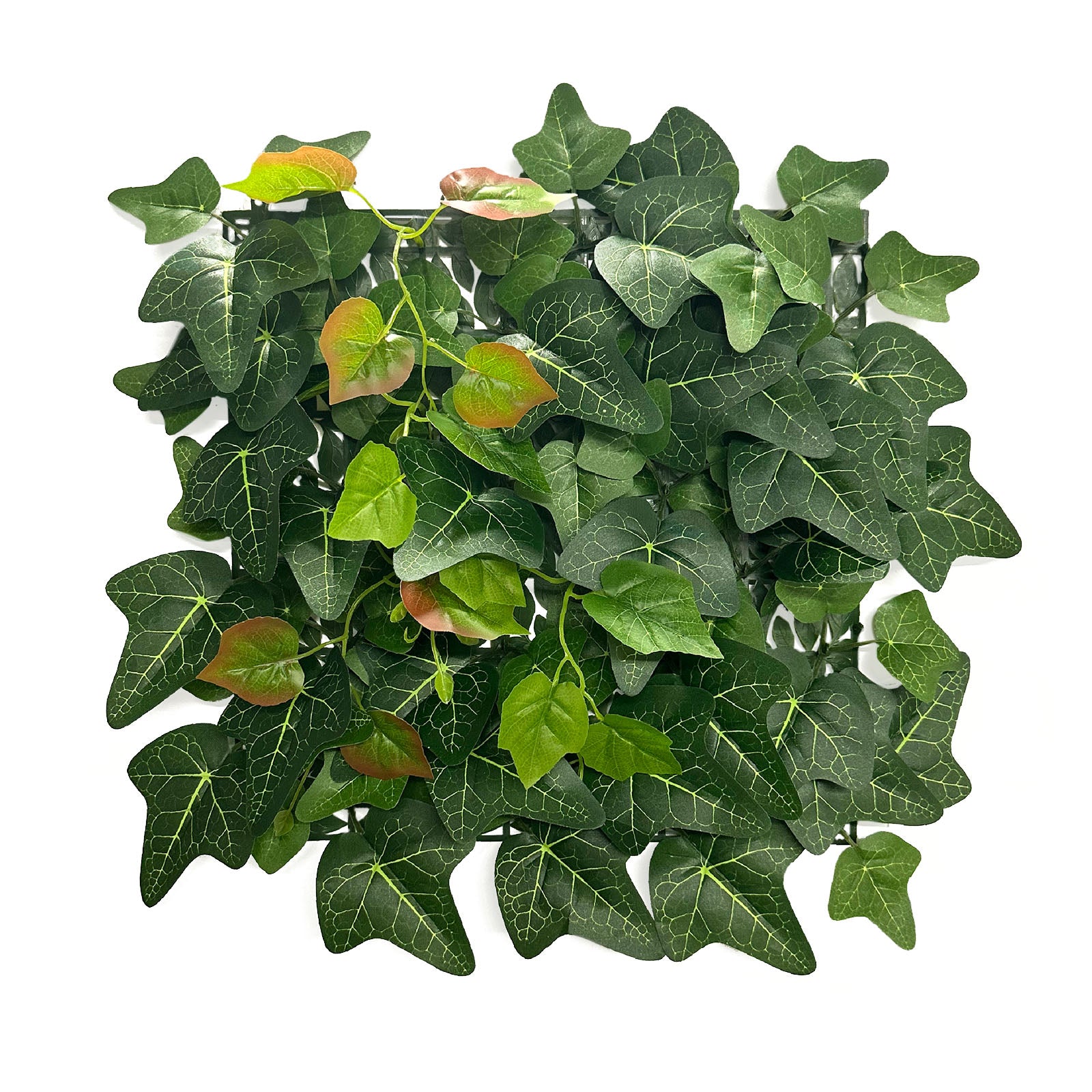 Pflanzenwand | Ivy