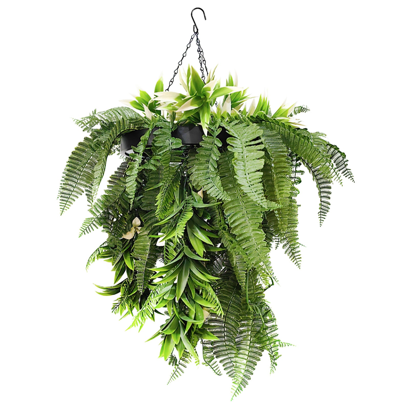 Hängepflanze | Rainforest