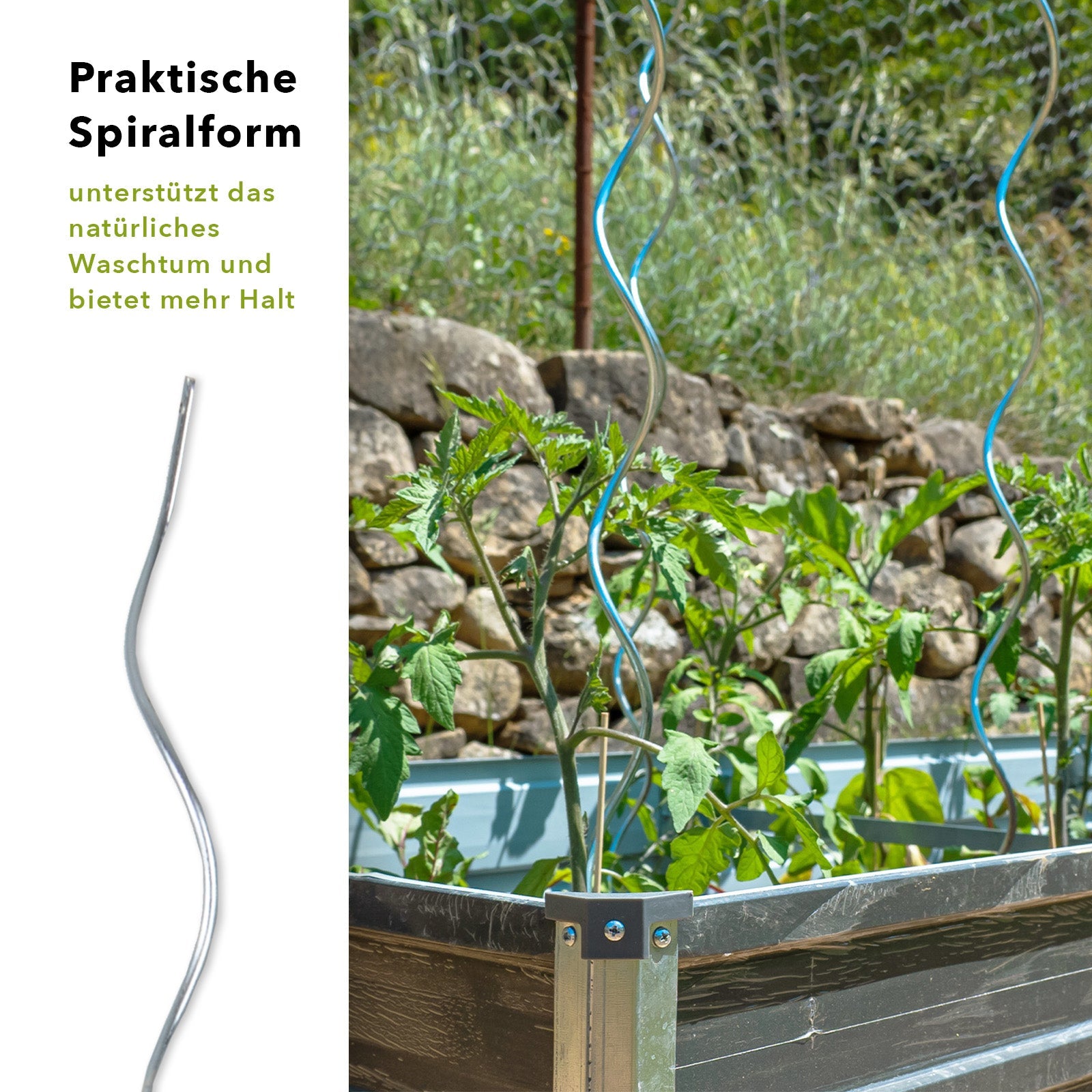 Tomatenspiralstäbe Voll verzinkt Pflanzstab 180 cm lang
